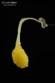 Ophrys_apifera_poll